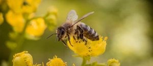 Lợi ích khi uống nước ấm pha mật ong
